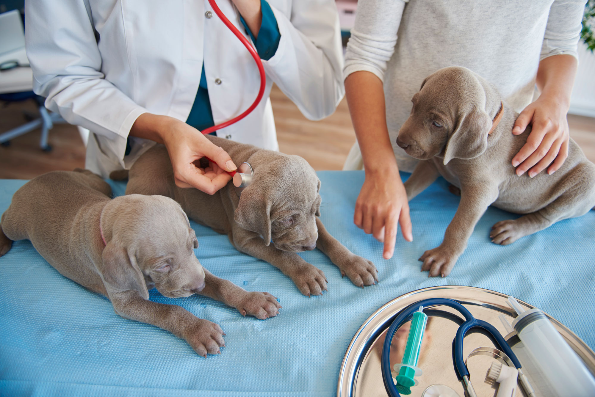 Detection of Leishmania in samples from dogs as a preventive measure -  Nuevo portal web de OrtoAlresa